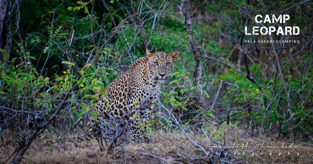 Отель Camp Leopard - Yala Safari Glamping Экстерьер фото