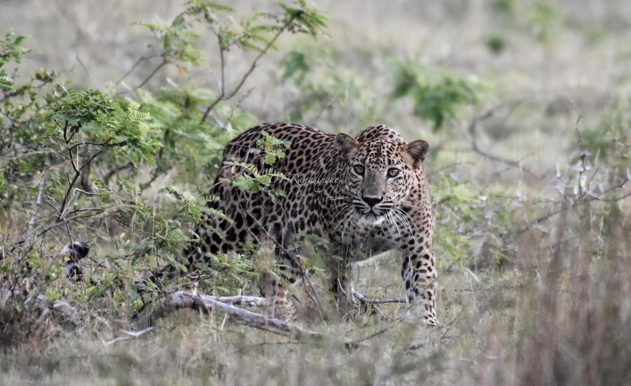 Отель Camp Leopard - Yala Safari Glamping Экстерьер фото