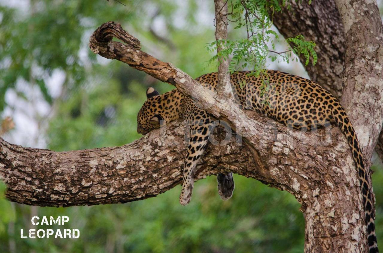 Отель Camp Leopard - Yala Safari Glamping Экстерьер фото