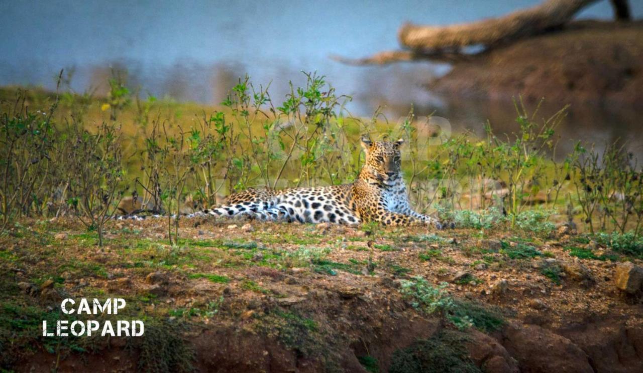Отель Camp Leopard - Yala Safari Glamping Экстерьер фото