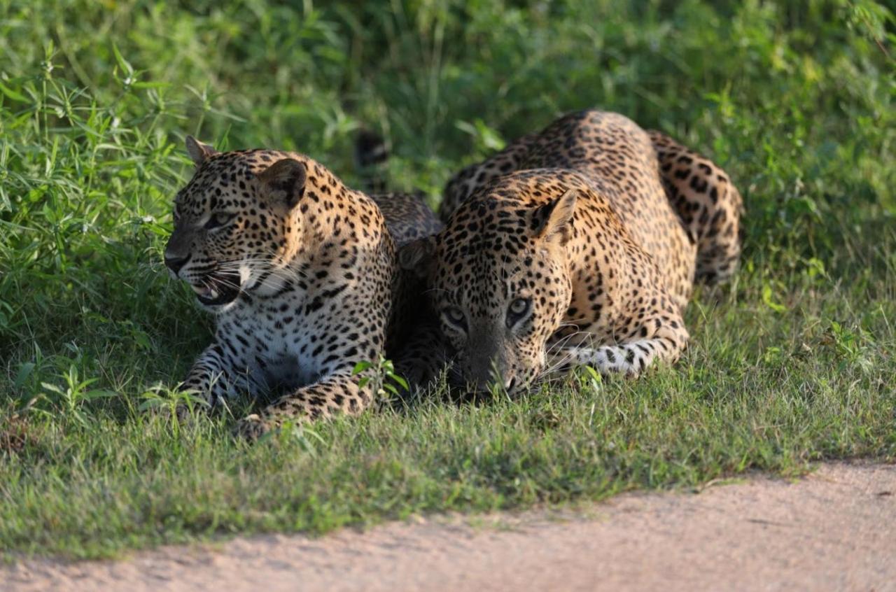 Отель Camp Leopard - Yala Safari Glamping Экстерьер фото