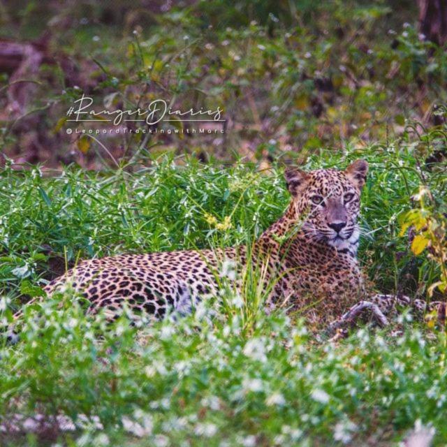 Отель Camp Leopard - Yala Safari Glamping Экстерьер фото