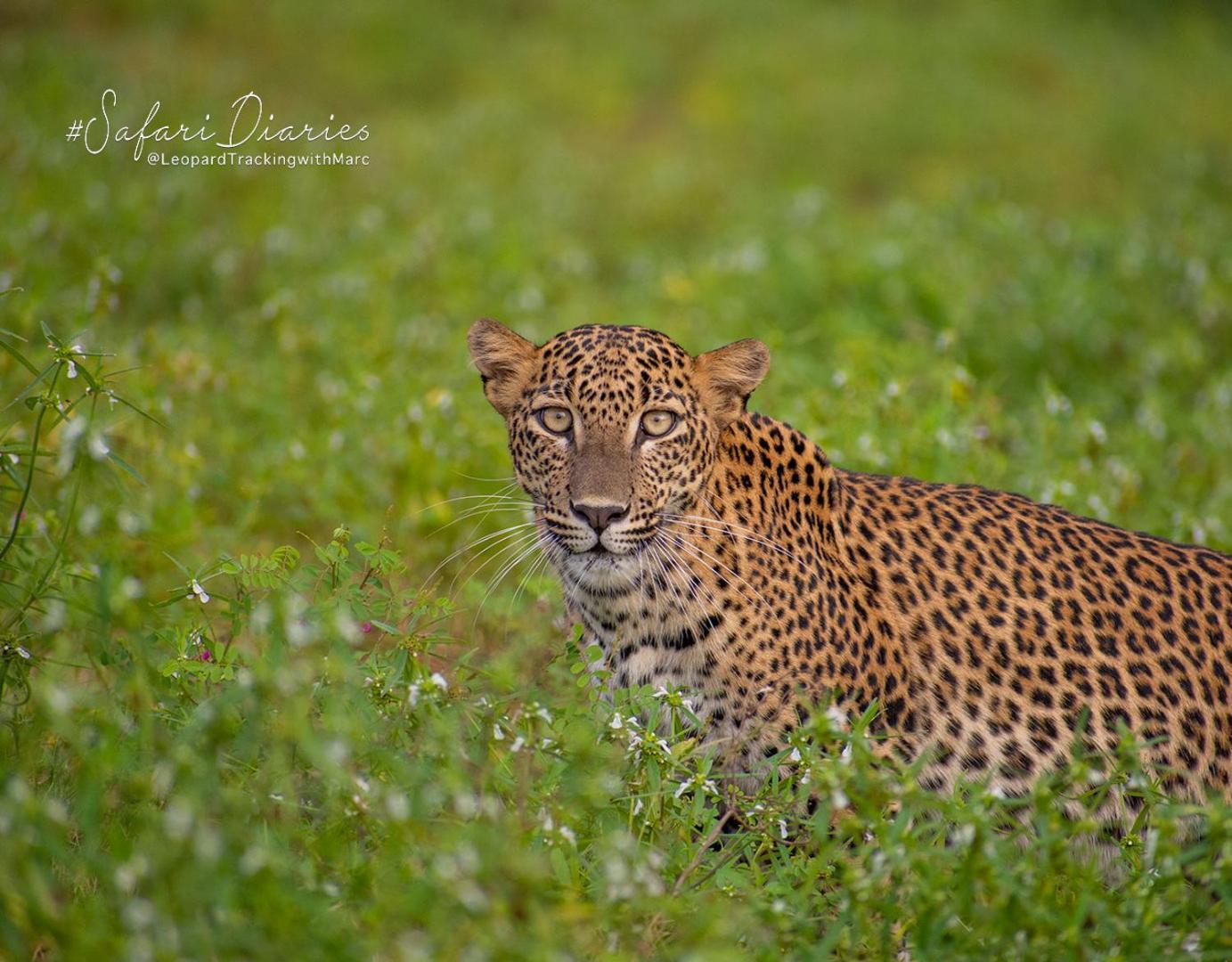Отель Camp Leopard - Yala Safari Glamping Экстерьер фото