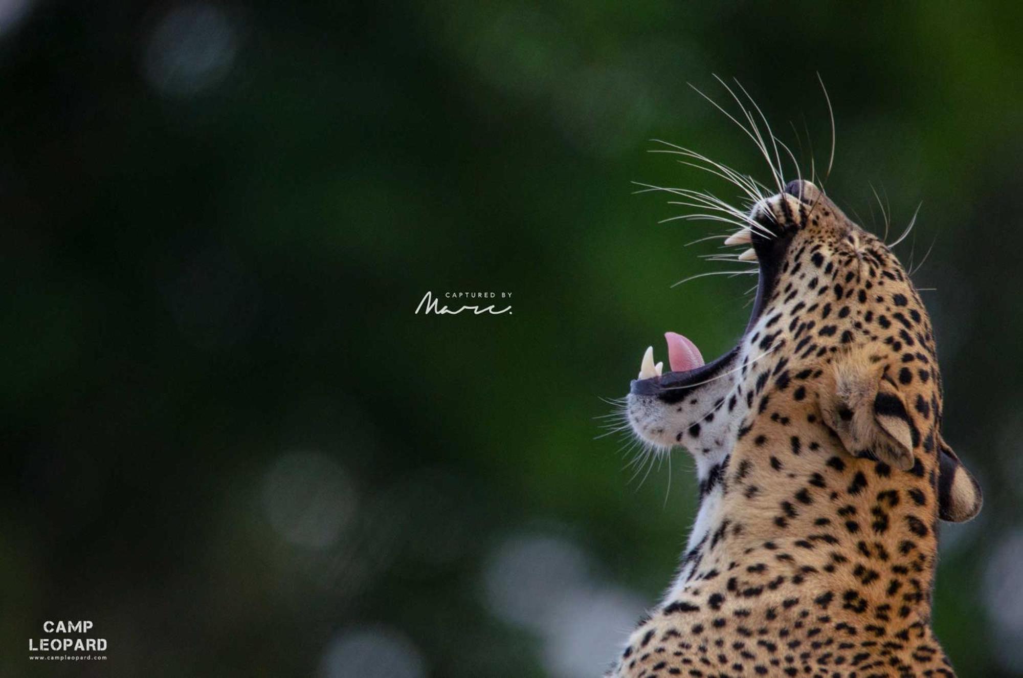 Отель Camp Leopard - Yala Safari Glamping Экстерьер фото