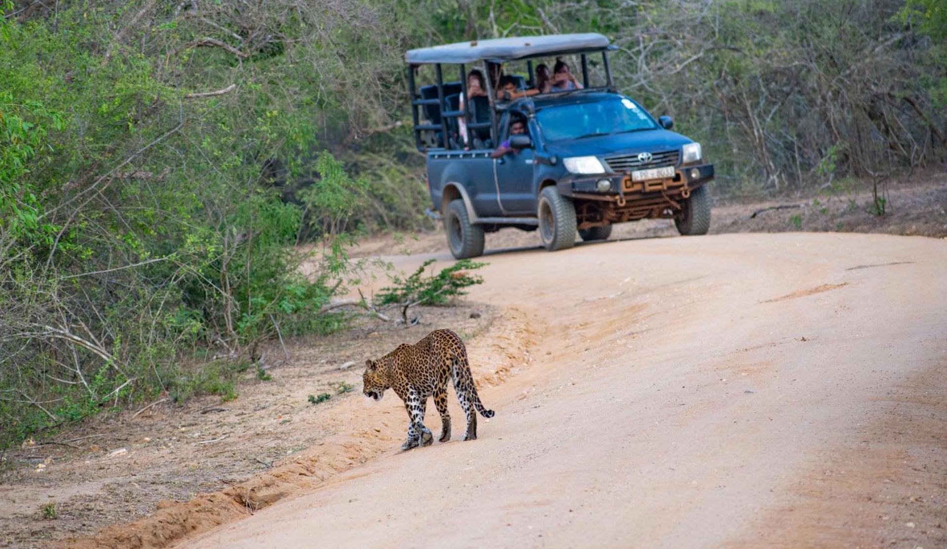 Отель Camp Leopard - Yala Safari Glamping Экстерьер фото
