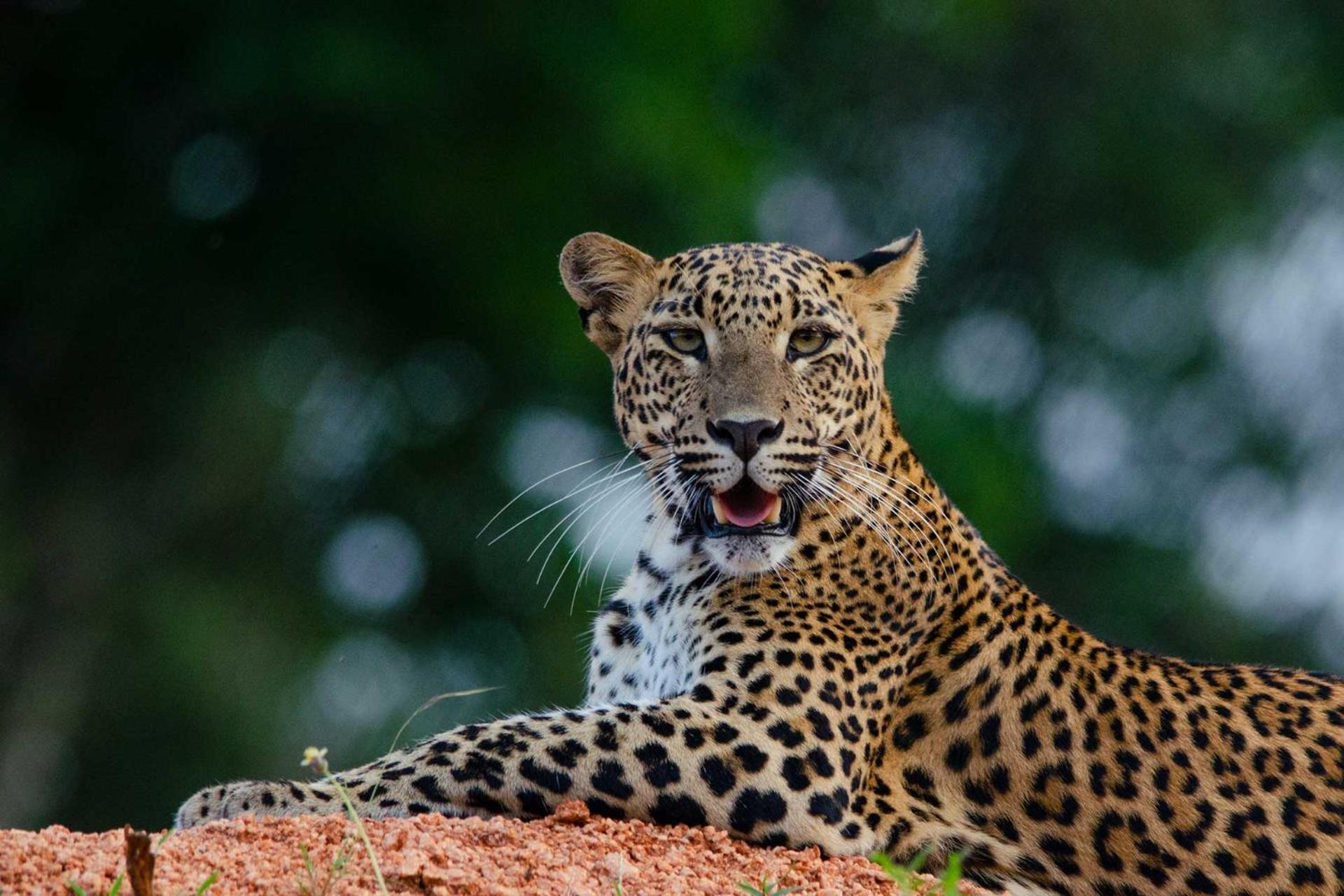 Отель Camp Leopard - Yala Safari Glamping Экстерьер фото